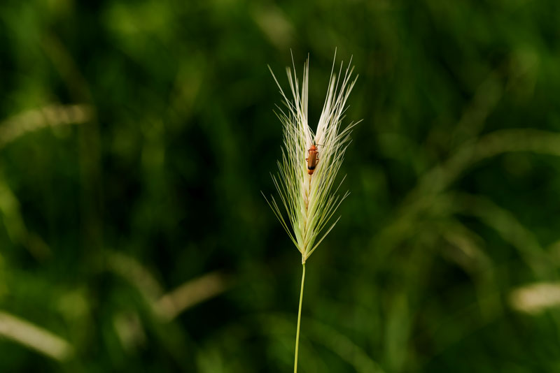 Bedaio Baserria Rural Caserio Tolosa Entorno