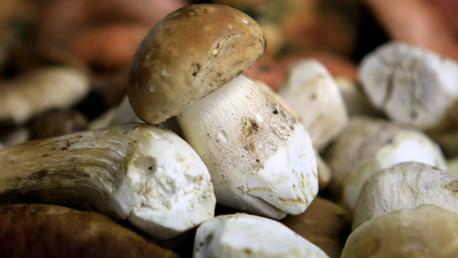 Setas hongos en Tolosa en la feria mikologika feria gastronomika