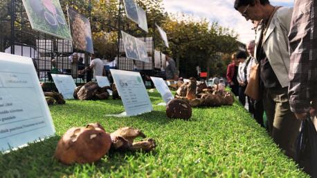 Mikologika Feria Azoka Micologia Tolosa